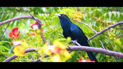 নতুন ইসলামী সংগীত । Fulke Boli Ami । ফুলকে বলি আমি । New Islamic Song 2019