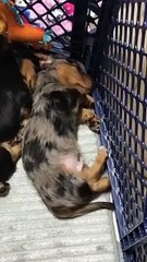 Ce chiot qui fait un cauchemar va être réconforté par sa soeur