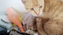 Anak Kucing - tahan tawa   5 menit video tingkah lucu kucing bikin ngakak - kumpulan video lucu