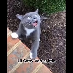Funniest Cats Compilation #8 Don't try to hold back Laughter