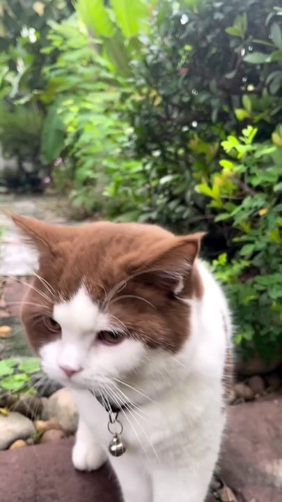 cute cat