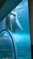 Polar Bears Playing in Canadian Zoo