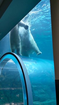 Polar Bears Playing in Canadian Zoo