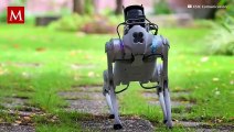 En Madrid, diseñan a un perro-robot capaz de guiar a personas con discapacidad