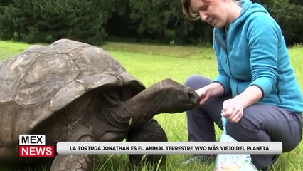 LA TORTUGA JONATHAN ES EL ANIMAL TERRESTRE VIVO MÁS VIEJO DEL PLANETA