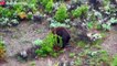 7 Brutal Moments Of Predatory Bears - Wild Animal Life