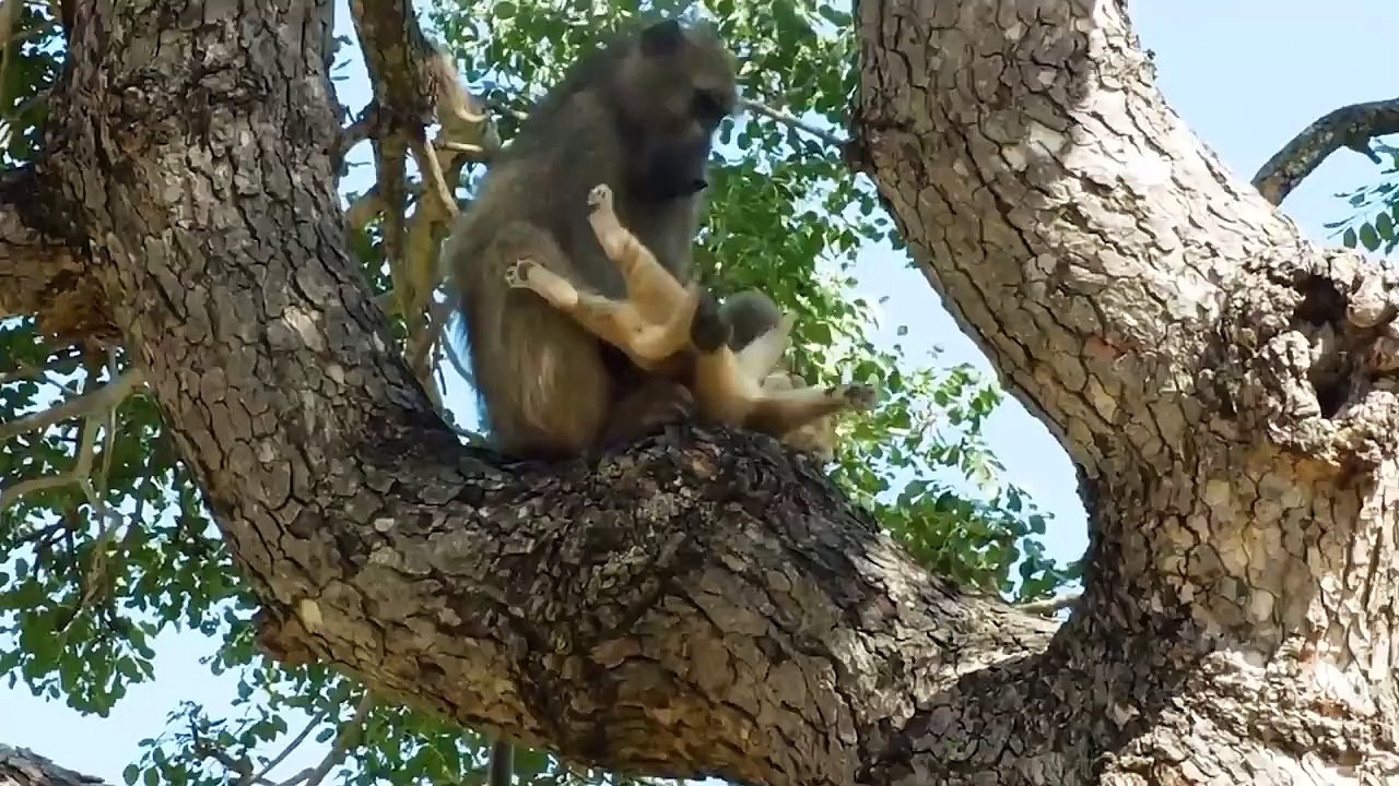 Baboons Kidnap Lion Cubs And Heartbreaking Ending - Wild Animal Life