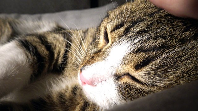 Purring Kitten Has Found a Warm Place to Sleep