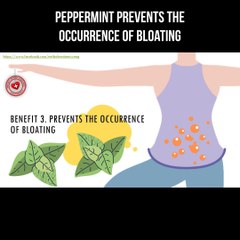 Peppermint prevents the occurrence of bloating