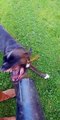 Boxer Dog Meets Leaf Blower