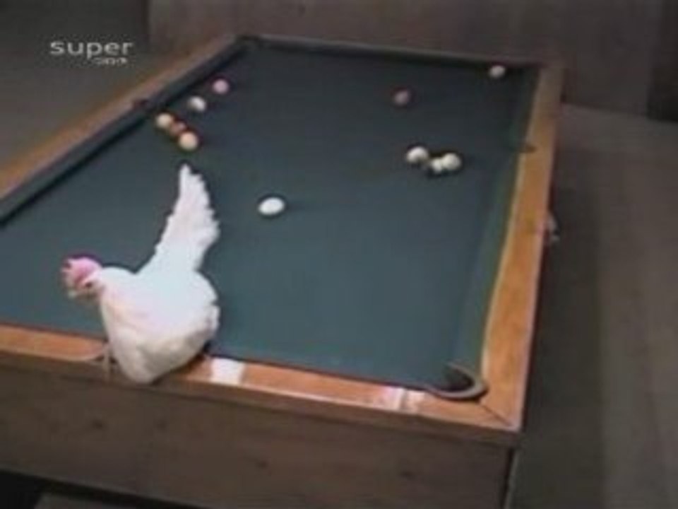 Poule qui joue au billard