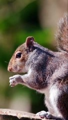 front teeth never stop growing_ and they need to get worn down by gnawing on nuts