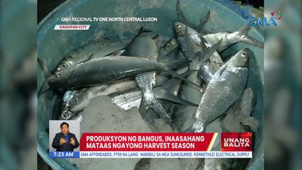 Produksyon ng bangus, inaasahang mataas ngayong harvest season | UB