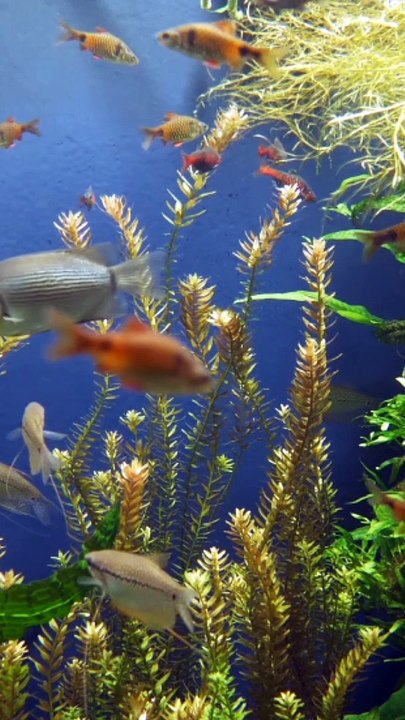 Fish