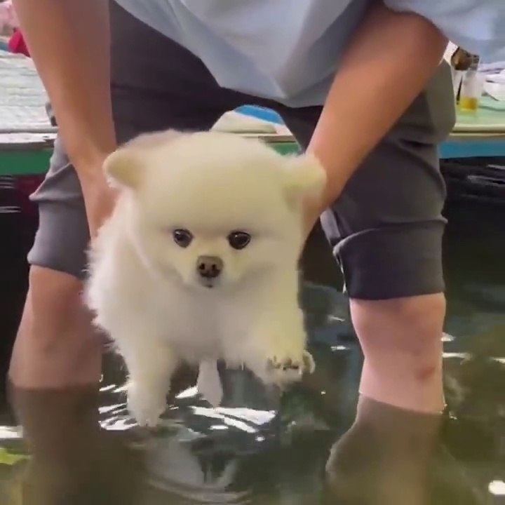 Baby Dogs  Cute and Funny Dog Videos Compilation #13 _ 30 Minutes of Funny Puppy Videos 2021