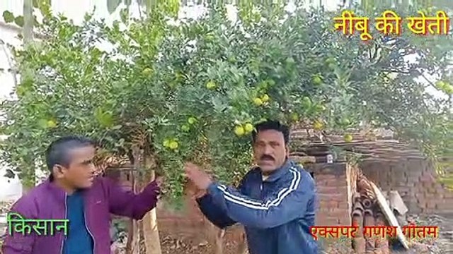 नींबू की खेती की विस्तृत जानकारी। नींबू की खेती के फायदे।