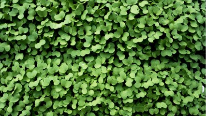 Das ist wirklich das gesündeste Lebensmittel