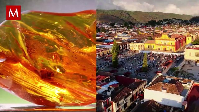 ¡Hermoso! Descubren nuevas especies de arañas fósiles en piezas de ámbar en Chiapas