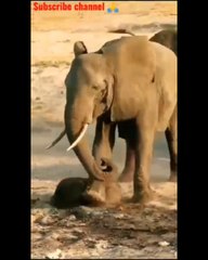 Elephants Playing Videos