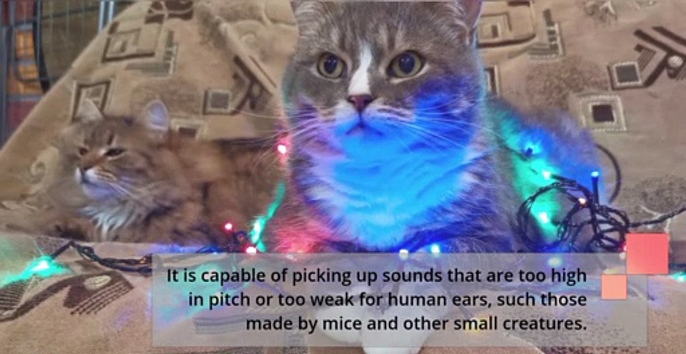 A SHORT NOTE ON CATS: PUSSYCAT