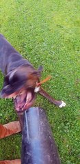 Boxer Dog Meets Leaf Blower
