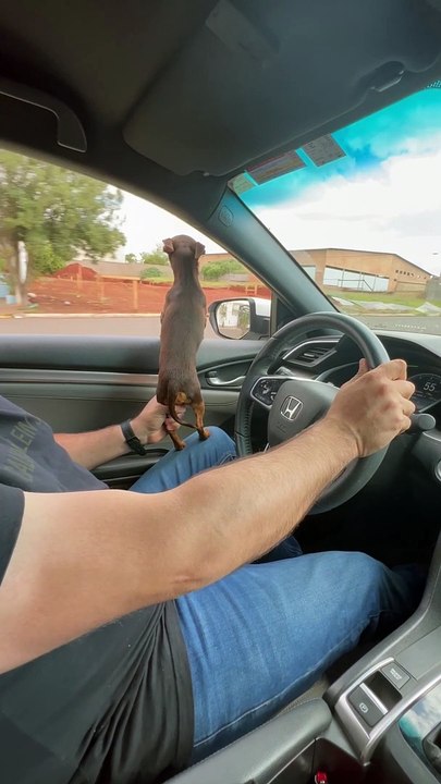 This Miniature Pinscher Really Doesn't Like Mot...
