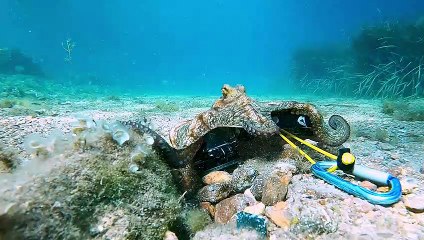 Octopus is a Camera Thief