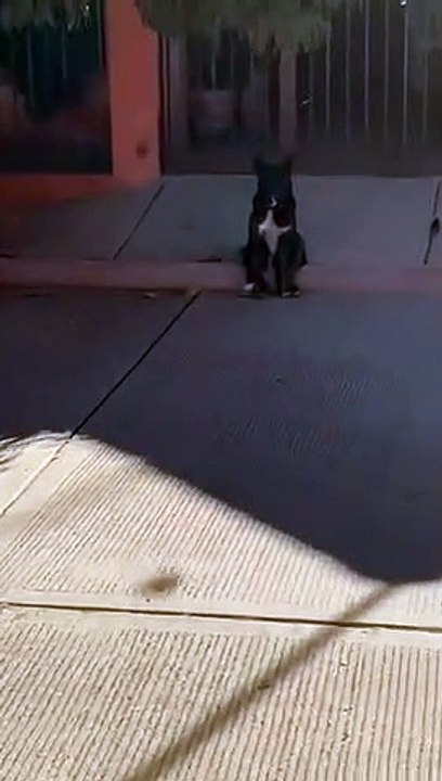 Dog Sits Like A Man
