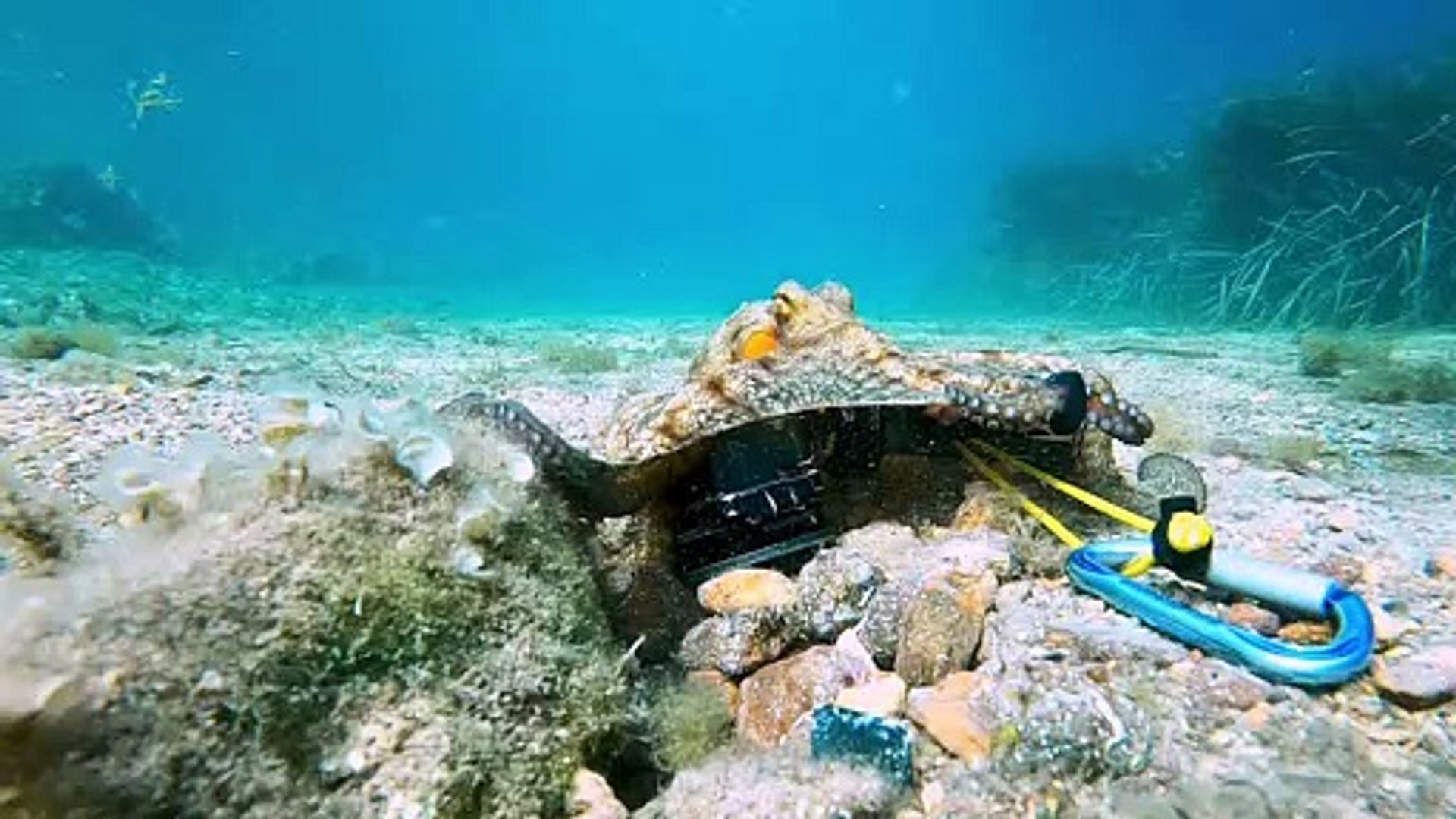 ⁣Octopus is a Camera Thief