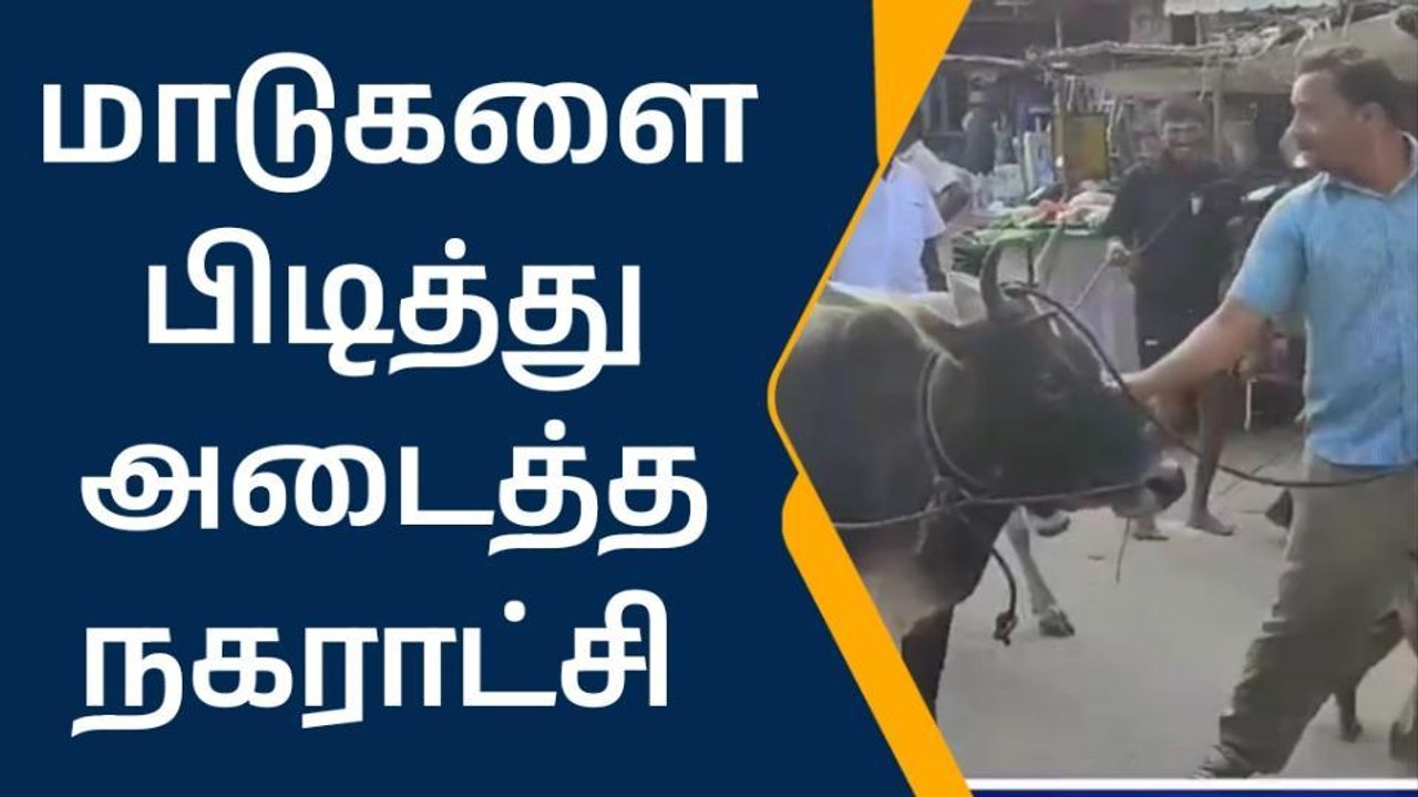 மாடுகள் அர்ஸ்ட் ! நகராட்சி நிர்வாகம் அதிரடி