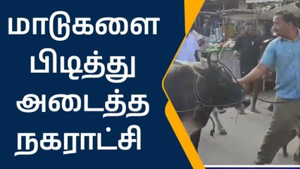 மாடுகள் அர்ஸ்ட் ! நகராட்சி நிர்வாகம் அதிரடி