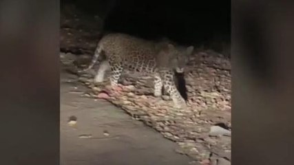 कानपुर: नहीं कम हो रही खूंखार तेंदुए की दहशत, वीडियो में देखिए इस तरह बनाए रखता है खौफ