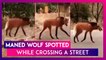 Maned Wolf Spotted While Crossing A Street; Viral Video Leaves Internet Amazed