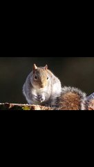 दोस्तों जानवर के कुछ खतरनाक रहस्य में factsजो शायद आपने कभी नहीं देखे होंगे तोइस वीडियो कोजरूर देखें