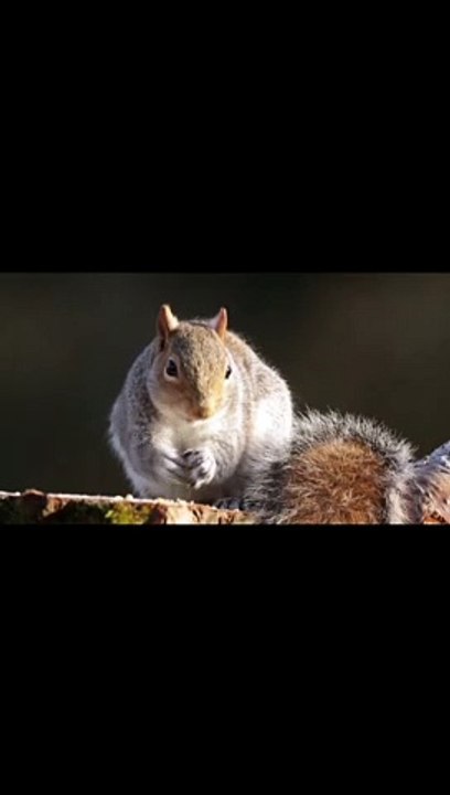 दोस्तों जानवर के कुछ खतरनाक रहस्य में factsजो शायद आपने कभी नहीं देखे होंगे तोइस वीडियो कोजरूर देखें