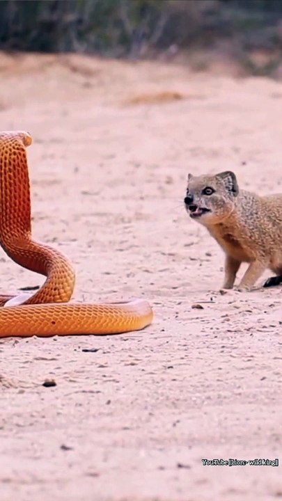 Cobra Vs Mongoose fight. #shorts