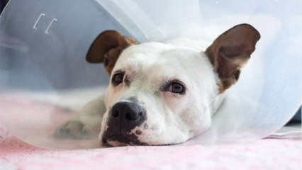 This dog gobbled McDonald's sauce pot on a walk and ended up on the operation table