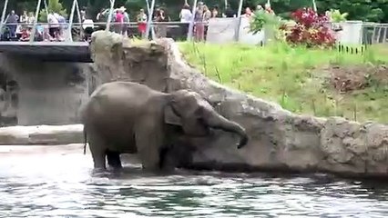Elephants swimming in Elephant Lands