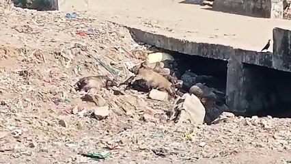 वन व पशुपालन विभाग ने संयुक्त रूप से की मॉनिटरिंग