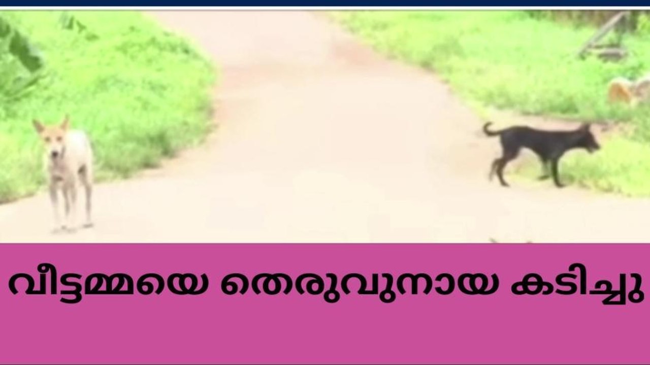 തെരുവുനായ ആക്രമണം ;തൊഴിലുറപ്പ് തൊഴിലാളിക്ക് കടി...