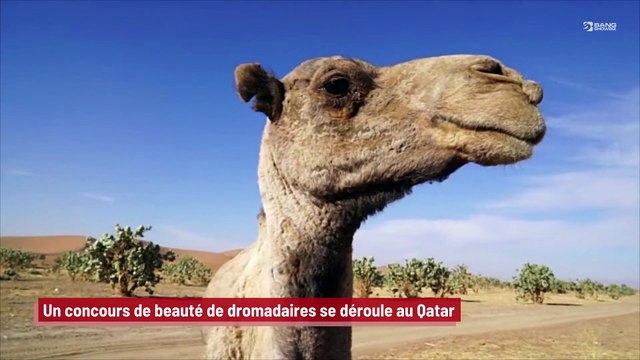 Un concours de beauté de dromadaires se déroule au Qatar !