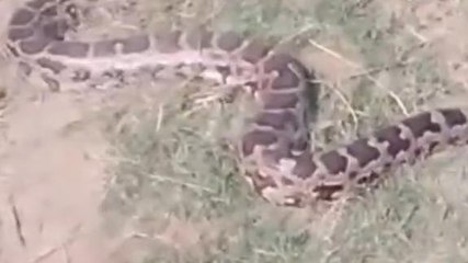 अजगर को पकड़ दिखाने लगा करतब, फिर जो हुआ देख मच गया हाहाकार