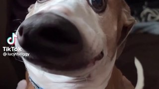 The Goofiest Pet Ever|  Funny Pet Compilation Part 2