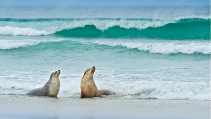 Russland: 2.500 Robben sterben auf mysteriöse Weise