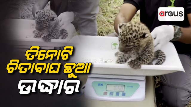 Three Leopard Cubs Left In Sugarcane In Maharashtra's Nashik Rescued By Foresters