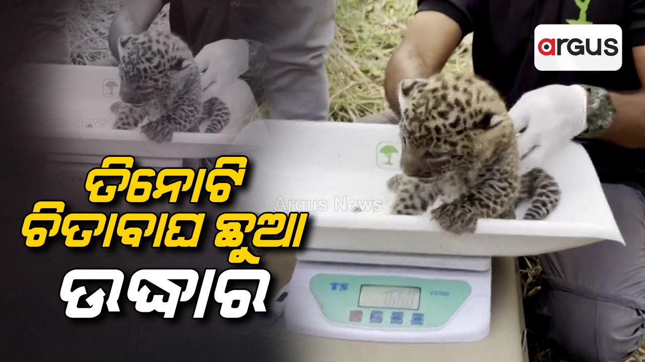 Three Leopard Cubs Left In Sugarcane In Maharashtra's Nashik Rescued By Foresters