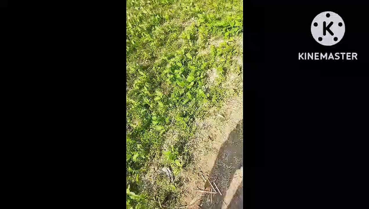 आलू पयाज  बैगन मिर्ची गोभि टमाटर  धनिया  लाल साग  पालक कि सफल खेती  हमारी धरती सोना उगलती हैं