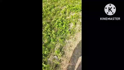 आलू पयाज  बैगन मिर्ची गोभि टमाटर  धनिया  लाल साग  पालक कि सफल खेती  हमारी धरती सोना उगलती हैं