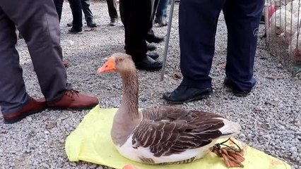 Tirit sezonuyla birlikte Havza'da kaz satışları başladı