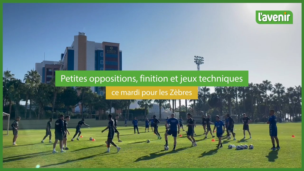 Les zèbres en stage